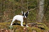 BOULEDOGUE FRANCAIS 1099